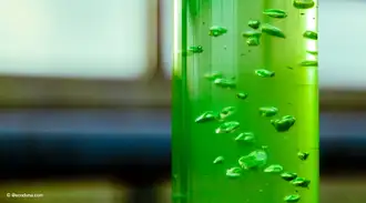 Close up of a glass tube in a photobioreactor with green liquid