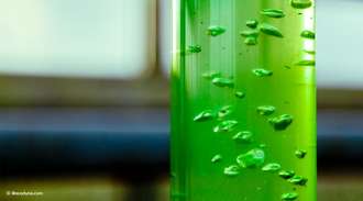 Close up of a glass tube in a photobioreactor with green liquid