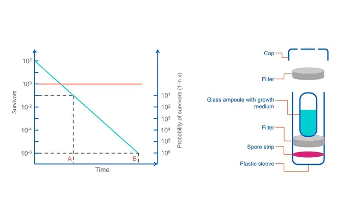 Diagramm showing the probability of surviving CFUs