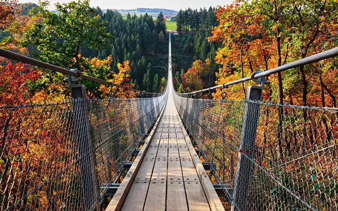 Bridge in forest