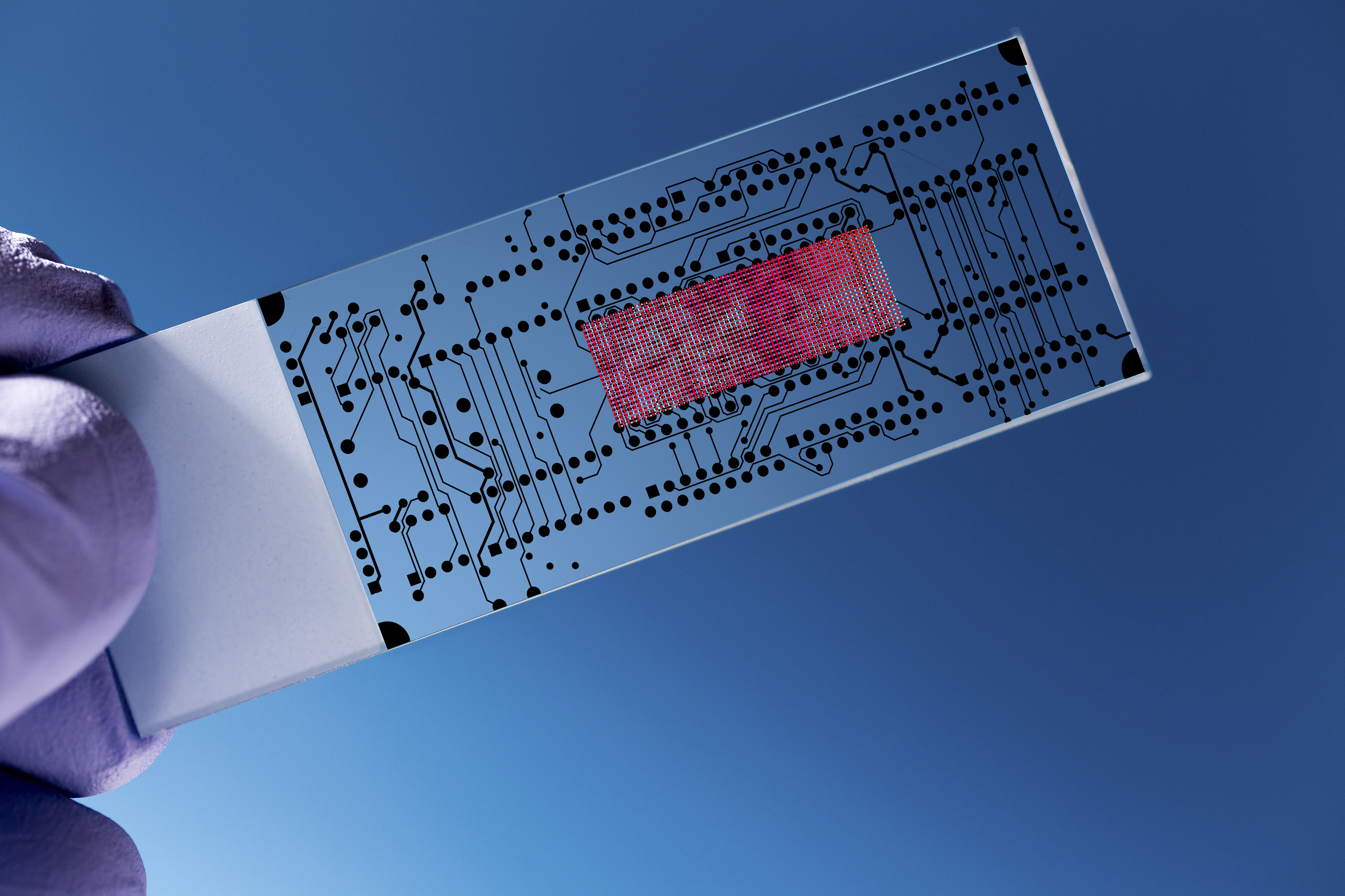 Gloved hand holding a glass lab-on-a-chip on a blue background 