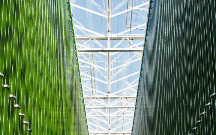 Two rows of green glass photobioreactors