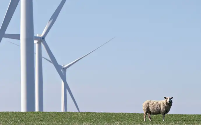 Green meadow with wind turbines and a sheep against a blue sky.