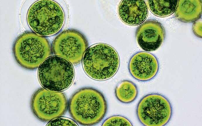Mehrere Petrischalen mit grünen Mikroalgen vor weißem Hintergrund.