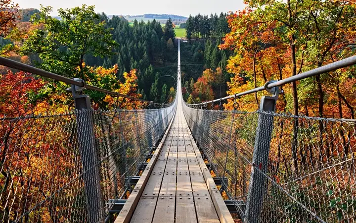 Bridge in forest