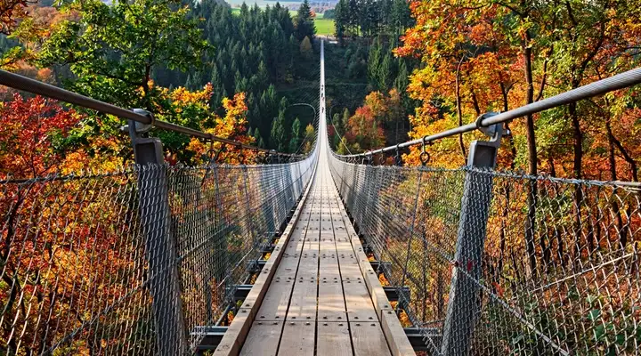 Bridge in the forest