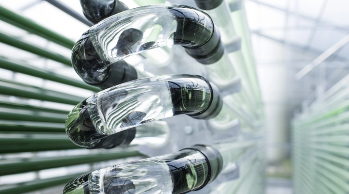 Curved glass tubes of a photobioreactor