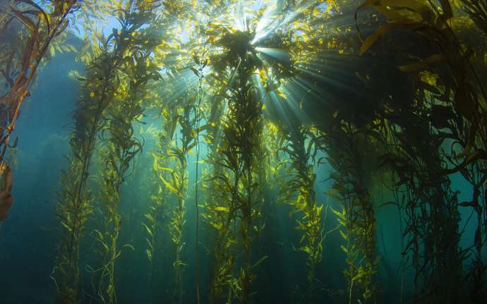 Blick auf Algenpflanzen unter Wasser.