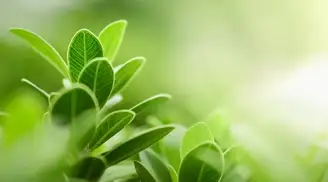 Close up view of green leaves in sunlight