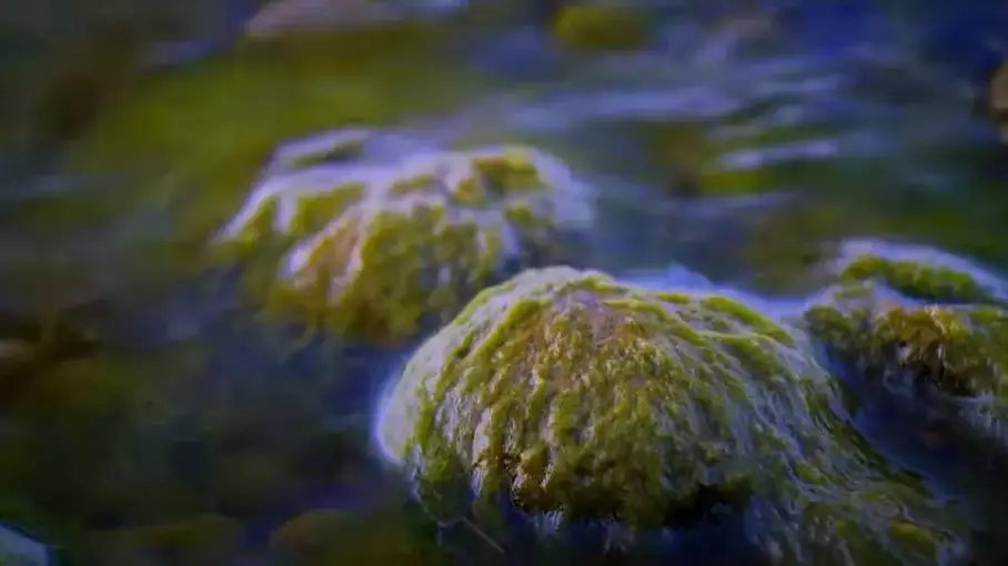 Algae