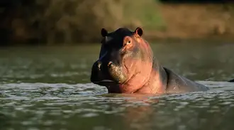 A hippo in the nature swimming