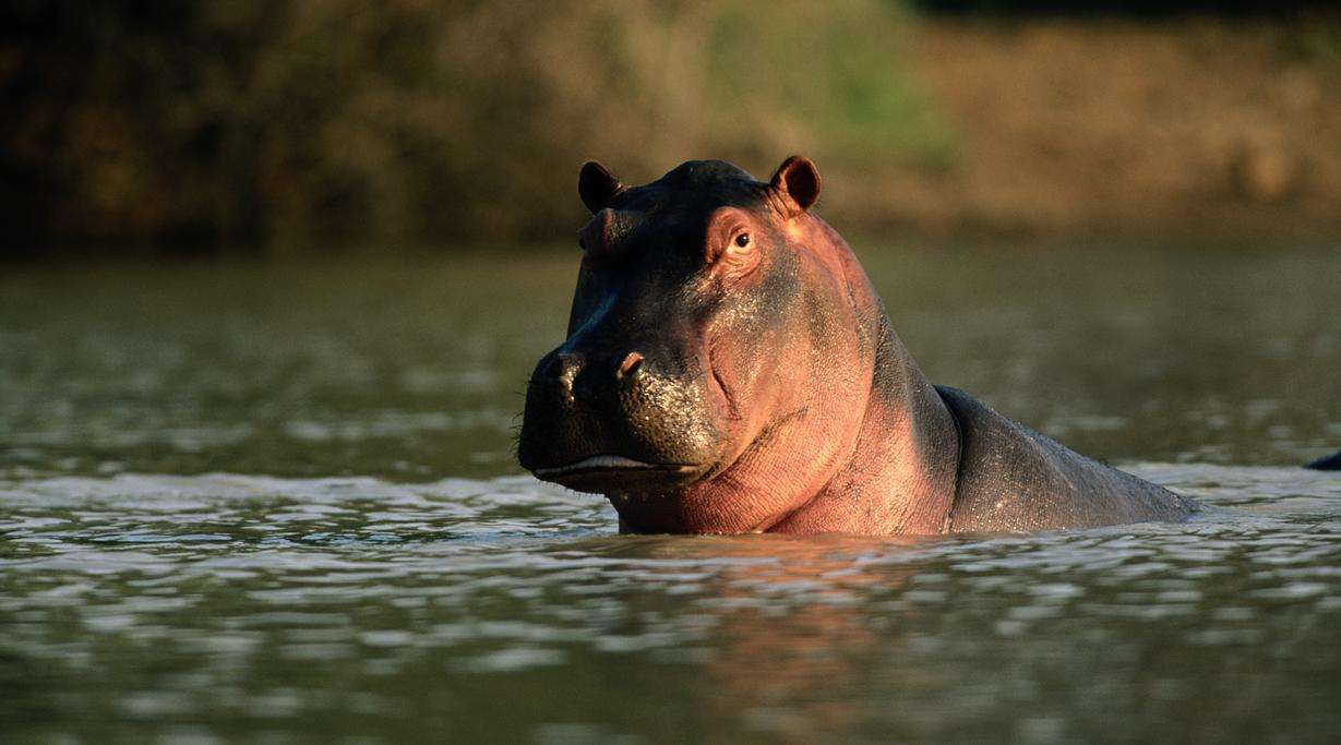 A hippo in the nature swimming