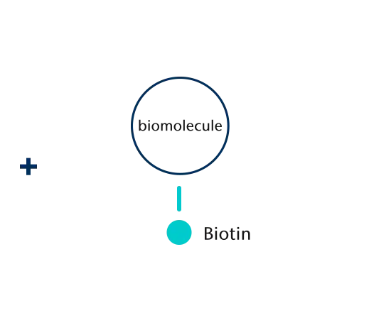 Streptavidin coating (HS)