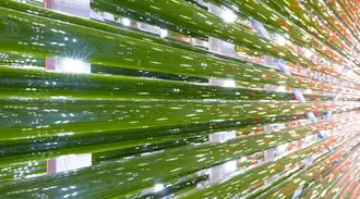 Series of glass tubes of an industrial photobioreactor 