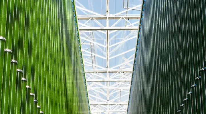 Two rows of green glass photobioreactors